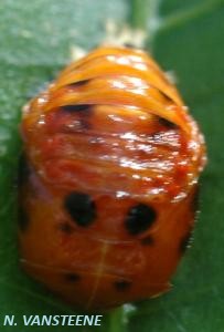 Coccinella nymphe